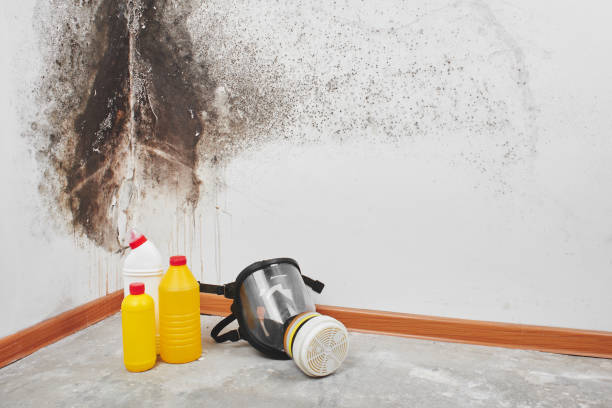 Best Professional Mold Removal  in Kyle, TX