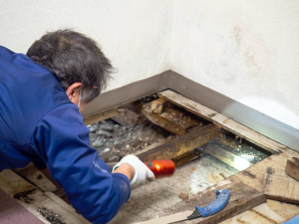 Best Toxic Mold Removal  in Kyle, TX