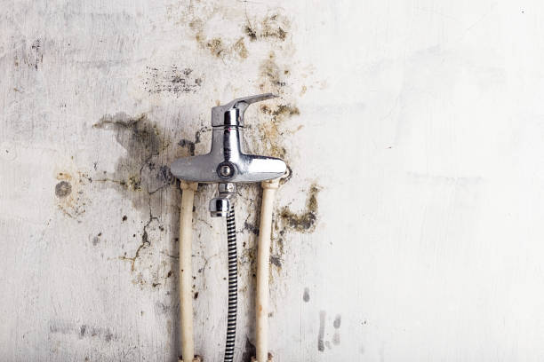 Best Affordable Mold Removal  in Kyle, TX