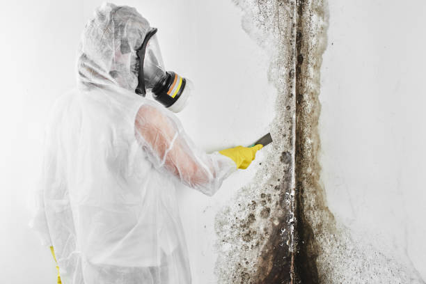 Best Attic Mold Removal  in Kyle, TX