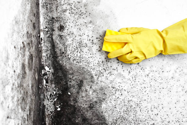 Best Home Mold Removal  in Kyle, TX