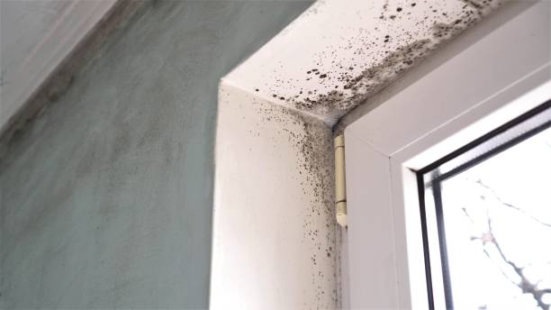 Kyle, TX Mold Removal Company