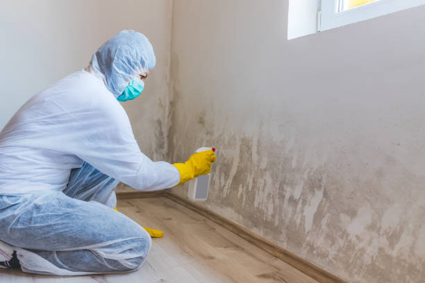 Home Mold Removal in Kyle, TX