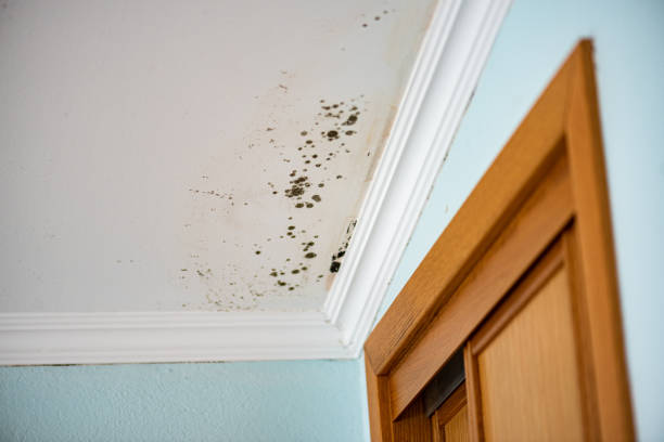Best Local Mold Removal Service  in Kyle, TX