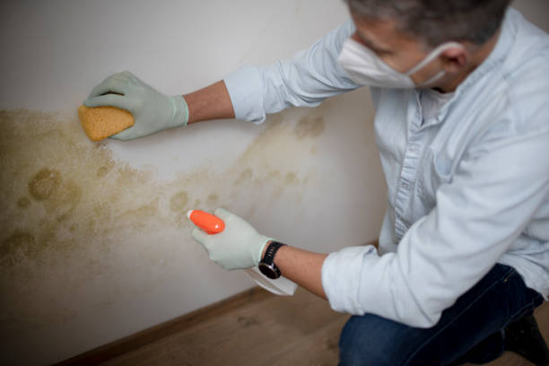 Best Mold Testing  in Kyle, TX
