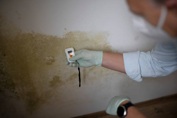 Best Fast Mold Removal  in Kyle, TX