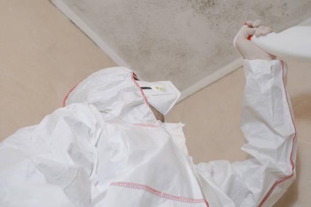 Best Best Mold Removal Companies  in Kyle, TX