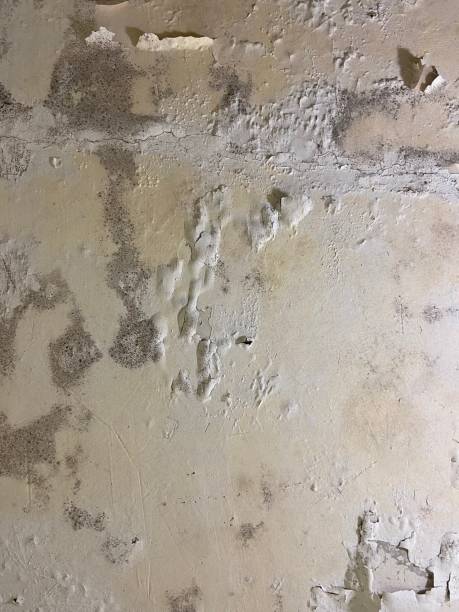 Best Office Mold Removal Services  in Kyle, TX