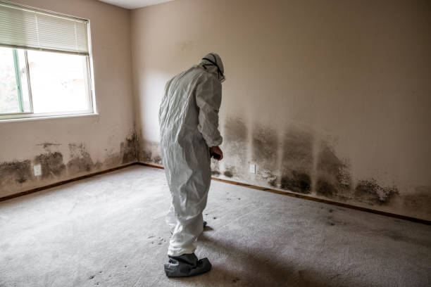 Best Professional Mold Removal  in Kyle, TX