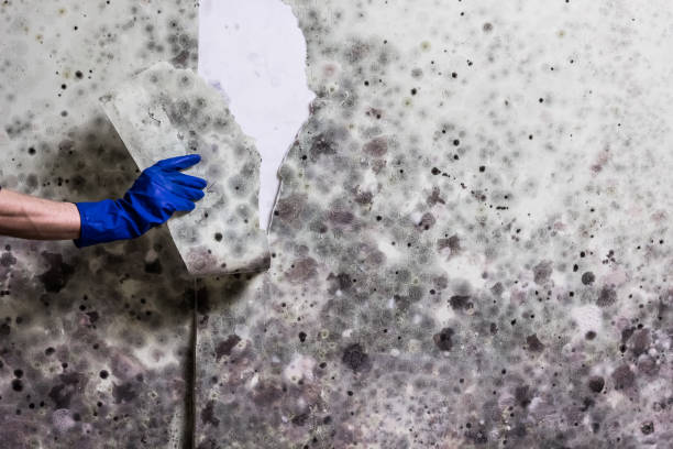 Best Affordable Mold Removal  in Kyle, TX