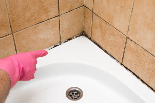 Best Certified Mold Removal  in Kyle, TX